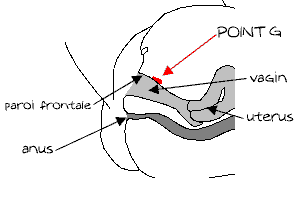 http://www.esculape.com/sexualite/g_lepoint_g.html